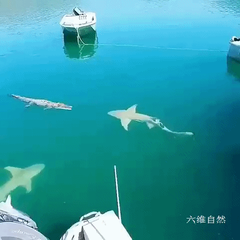 九游娱乐-Rookie赛事官方发布问鼎冠军新规，澳大利亚队争议不断！的简单介绍